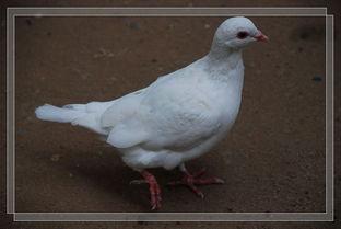 鸽子爆料打架视频大全最新,最新打架视频大全盘点